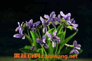 紫花地丁 的功效与作用 营养价值 药用价值 果蔬百科www Asqxzs Com